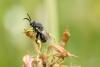 Brachymeria sp.